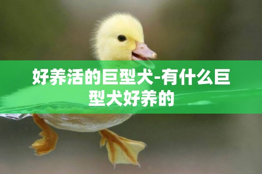 好養活的巨型犬-有什么巨型犬好養的