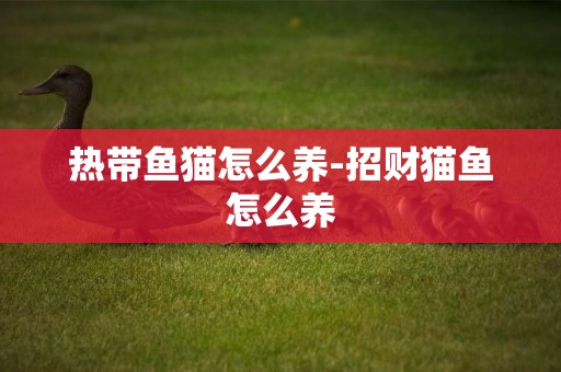 熱帶魚貓怎么養-招財貓魚怎么養