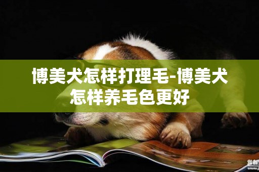博美犬怎樣打理毛-博美犬怎樣養毛色更好