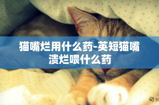 貓嘴爛用什么藥-英短貓嘴潰爛喂什么藥