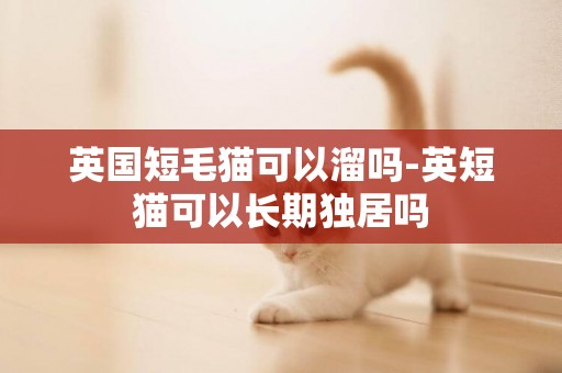 英國短毛貓可以溜嗎-英短貓可以長期獨居嗎
