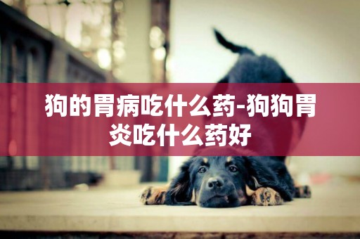 狗的胃病吃什么藥-狗狗胃炎吃什么藥好