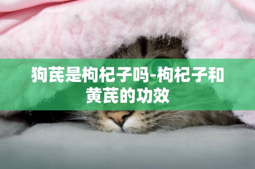 狗芪是枸杞子嗎-枸杞子和黃芪的功效