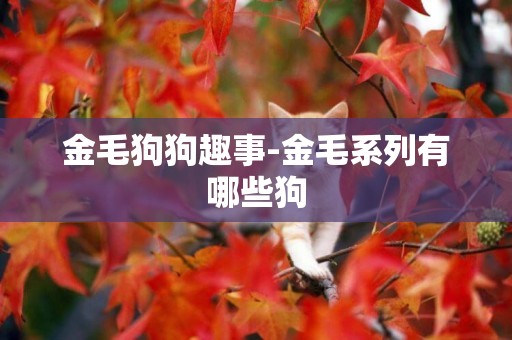 金毛狗狗趣事-金毛系列有哪些狗