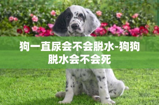 狗一直尿會不會脫水-狗狗脫水會不會死