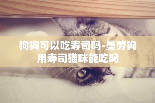 狗狗可以吃壽司嗎-曼勞狗用壽司貓咪能吃嗎