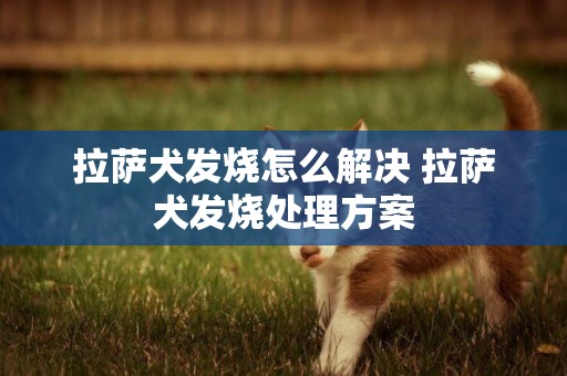 拉薩犬發燒怎么解決 拉薩犬發燒處理方案