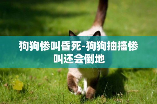 狗狗慘叫昏死-狗狗抽搐慘叫還會倒地
