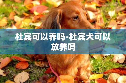杜賓可以養嗎-杜賓犬可以放養嗎