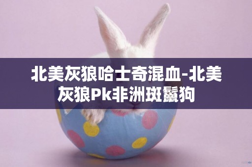 北美灰狼哈士奇混血-北美灰狼Pk非洲斑鬣狗