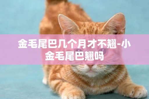 金毛尾巴幾個月才不翹-小金毛尾巴翹嗎