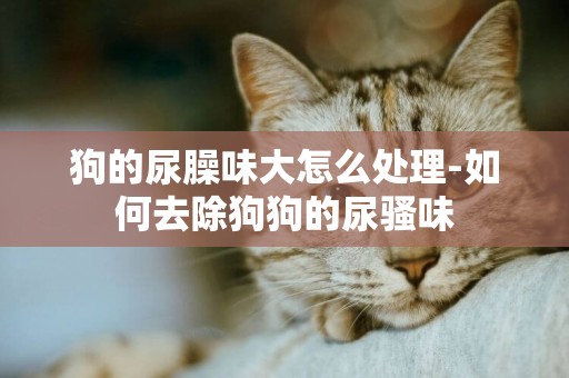 狗的尿臊味大怎么處理-如何去除狗狗的尿騷味