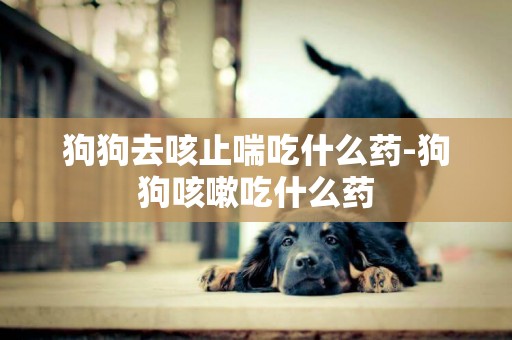 狗狗去咳止喘吃什么藥-狗狗咳嗽吃什么藥