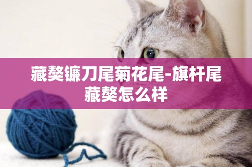 藏獒鐮刀尾菊花尾-旗桿尾藏獒怎么樣