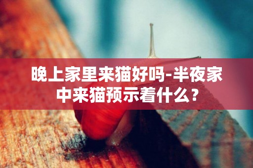晚上家里來貓好嗎-半夜家中來貓預示著什么？