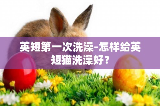 英短第一次洗澡-怎樣給英短貓洗澡好？