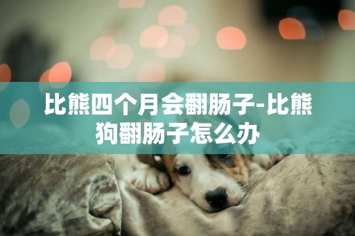 比熊四個月會翻腸子-比熊狗翻腸子怎么辦