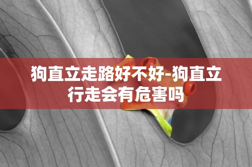 狗直立走路好不好-狗直立行走會有危害嗎