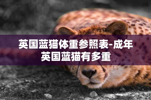 英國藍貓體重參照表-成年英國藍貓有多重