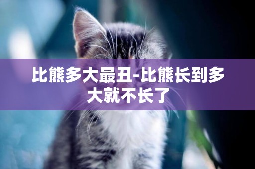 比熊多大最丑-比熊長到多大就不長了