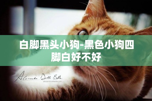 白腳黑頭小狗-黑色小狗四腳白好不好
