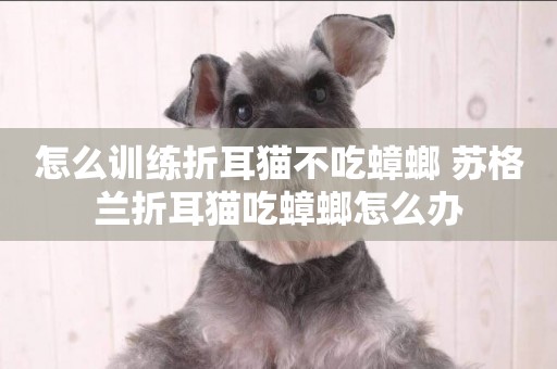 怎么訓練折耳貓不吃蟑螂 蘇格蘭折耳貓吃蟑螂怎么辦