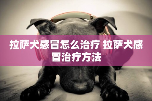 拉薩犬感冒怎么治療 拉薩犬感冒治療方法