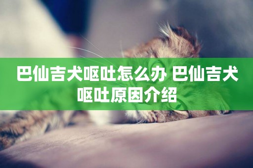 巴仙吉犬嘔吐怎么辦 巴仙吉犬嘔吐原因介紹