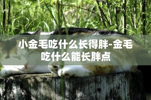 小金毛吃什么長得胖-金毛吃什么能長胖點