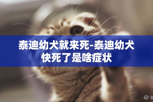 泰迪幼犬就來死-泰迪幼犬快死了是啥癥狀