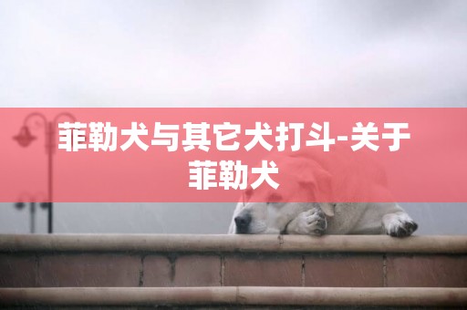 菲勒犬與其它犬打斗-關于菲勒犬