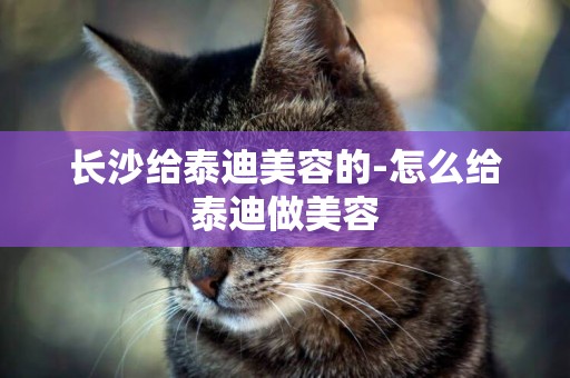 長沙給泰迪美容的-怎么給泰迪做美容