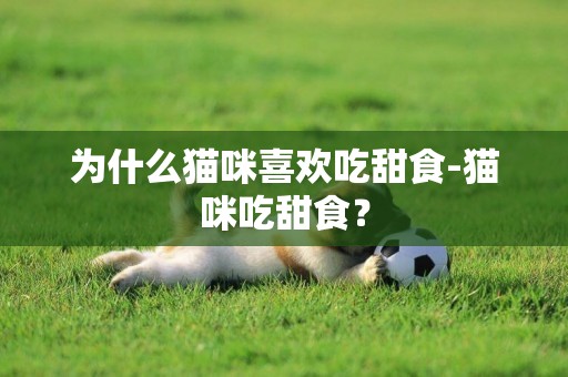 為什么貓咪喜歡吃甜食-貓咪吃甜食？