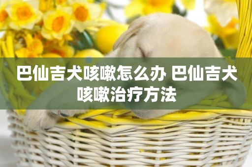 巴仙吉犬咳嗽怎么辦 巴仙吉犬咳嗽治療方法
