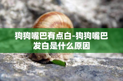 狗狗嘴巴有點白-狗狗嘴巴發白是什么原因