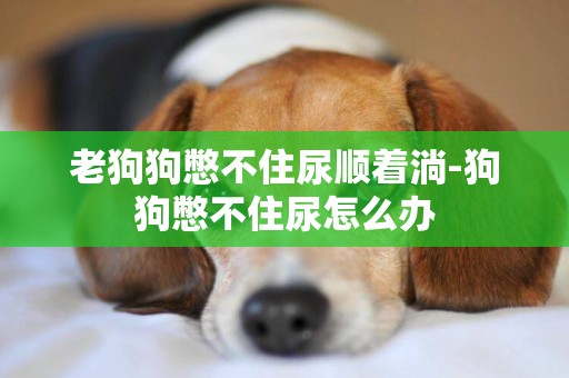 老狗狗憋不住尿順著淌-狗狗憋不住尿怎么辦