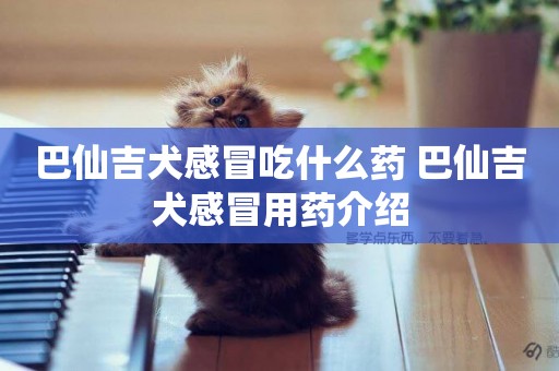 巴仙吉犬感冒吃什么藥 巴仙吉犬感冒用藥介紹