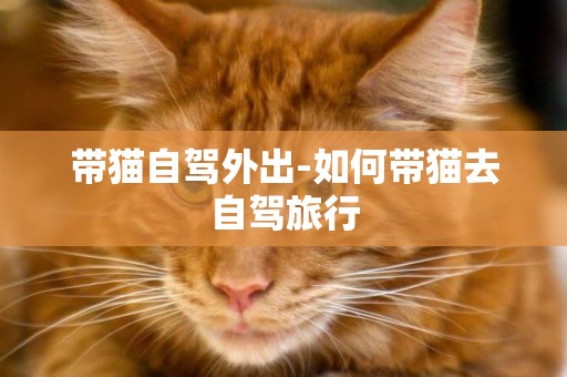 帶貓自駕外出-如何帶貓去自駕旅行
