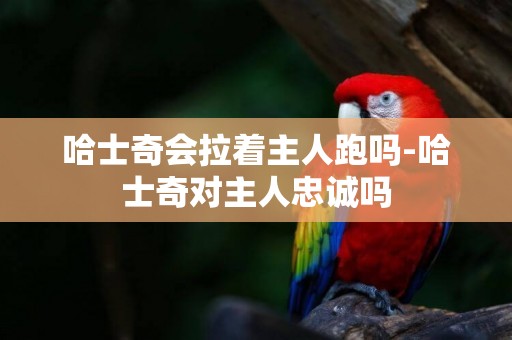 哈士奇會拉著主人跑嗎-哈士奇對主人忠誠嗎