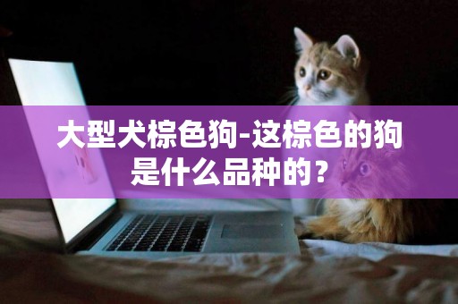 大型犬棕色狗-這棕色的狗是什么品種的？
