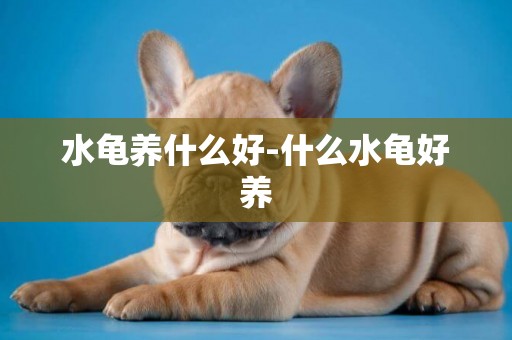 水龜養什么好-什么水龜好養