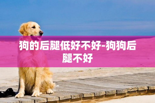 狗的后腿低好不好-狗狗后腿不好