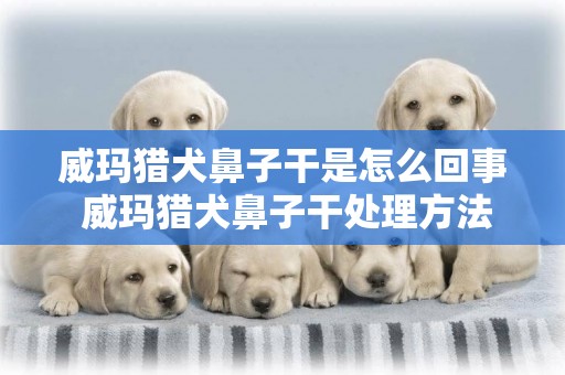 威瑪獵犬鼻子干是怎么回事 威瑪獵犬鼻子干處理方法
