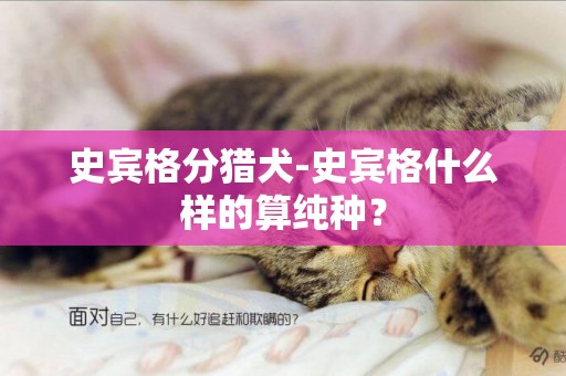 史賓格分獵犬-史賓格什么樣的算純種？