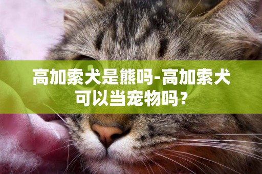 高加索犬是熊嗎-高加索犬可以當寵物嗎？