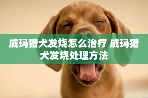 威瑪獵犬發燒怎么治療 威瑪獵犬發燒處理方法