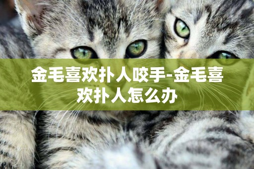 金毛喜歡撲人咬手-金毛喜歡撲人怎么辦