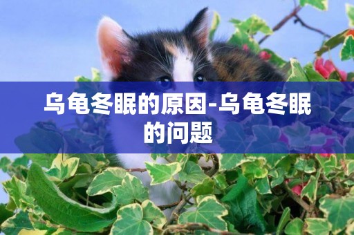 烏龜冬眠的原因-烏龜冬眠的問題