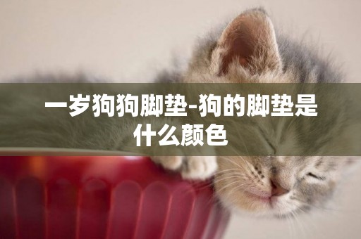 一歲狗狗腳墊-狗的腳墊是什么顏色