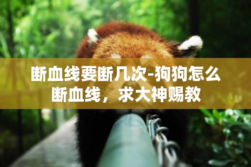斷血線要斷幾次-狗狗怎么斷血線，求大神賜教